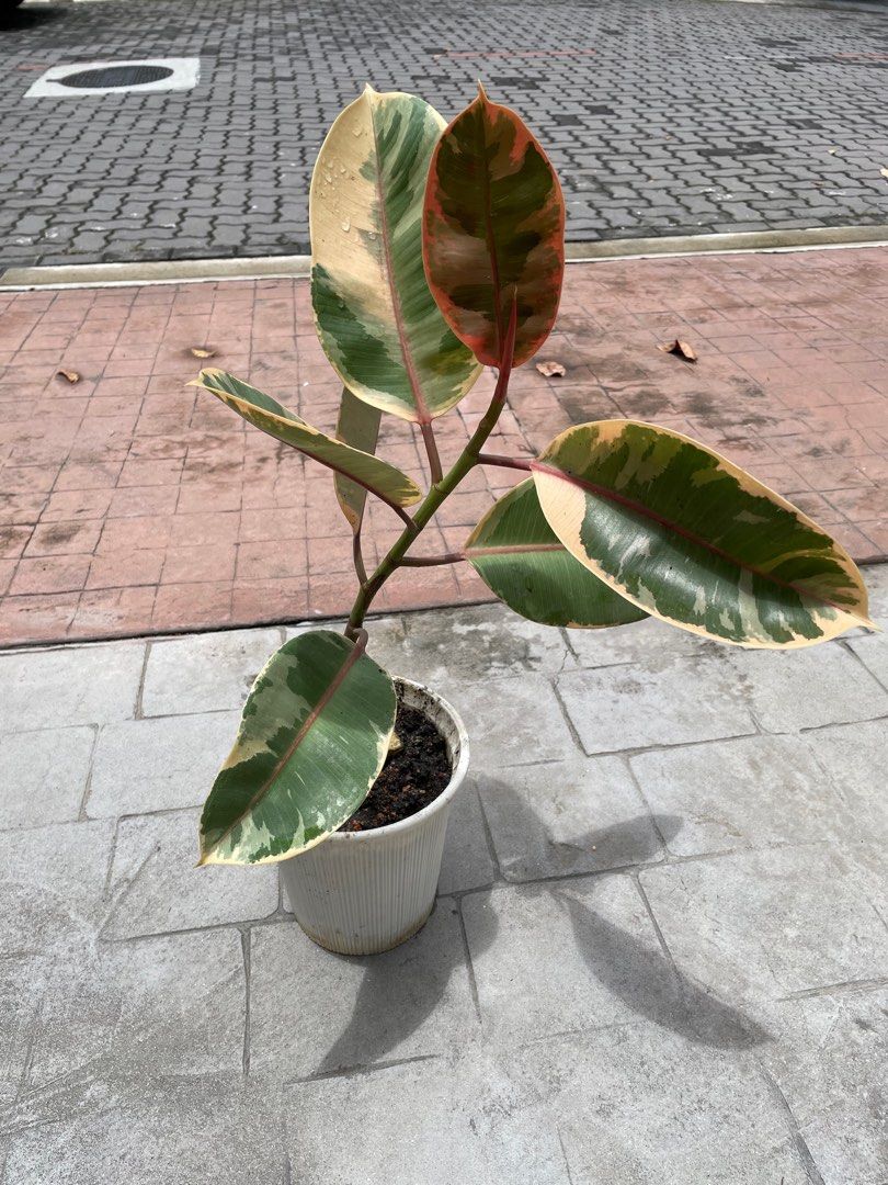 Ficus Elastica Belize (Red Ruby) (Category: Plants & Seeds) located in Puchong. Submitted by alicia.tranquil (Listing ID 1253201260, Image 1). Description: 2feet (61cm) height with white pot.
