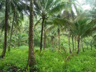 Siargao Island, Dapa Osmena 13,780sqm land for sale
