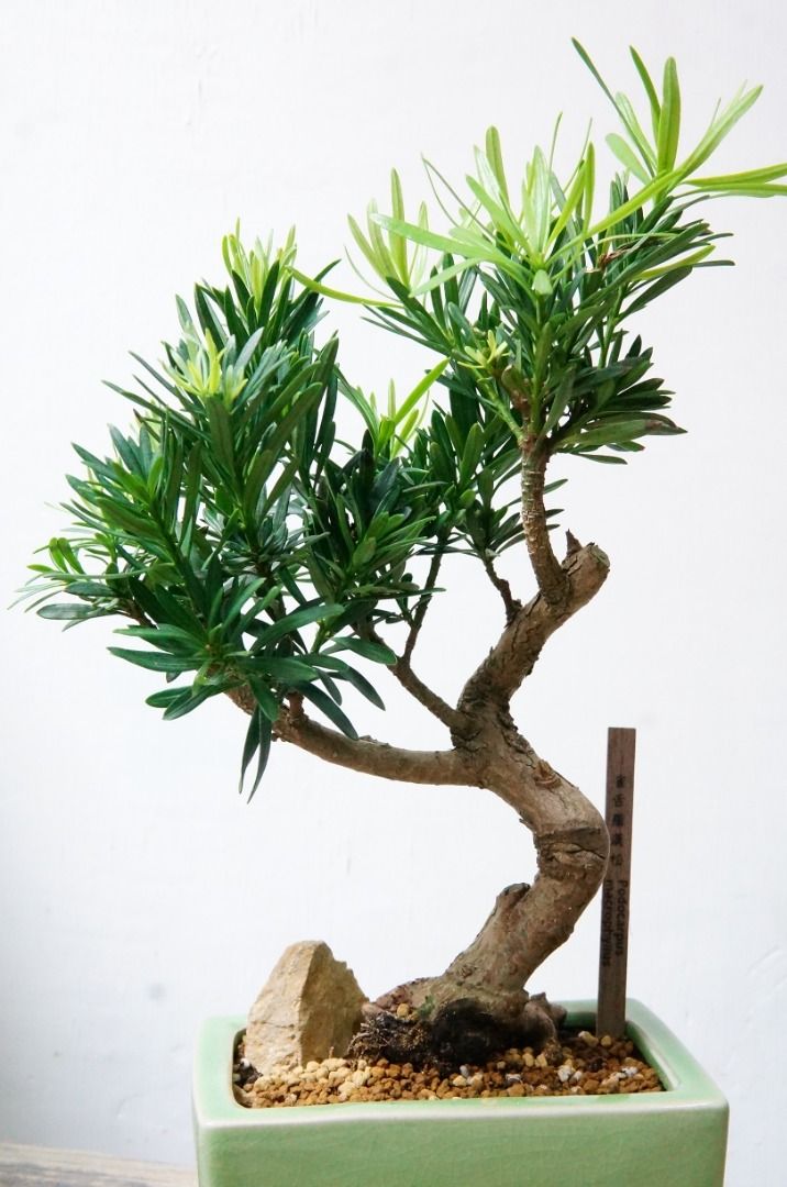 羅漢松老樁盆景28cm(H) 連盆Podocarpus /Buddhist Pine植物Bonsai