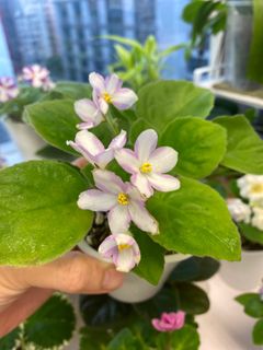 （分類：）位於 。 由 ellioo 提交（商品編號 1253470552，圖片 1）。簡介： 。