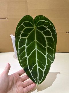 （分類：）位於 。 由 lkyda 提交（商品編號 1253442055，圖片 1）。簡介： 。