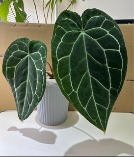 （分類：）位於 。 由 lkyda 提交（商品編號 1253443192，圖片 1）。簡介： 。