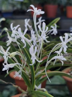 Neofinetia falcata  Collection item 3
