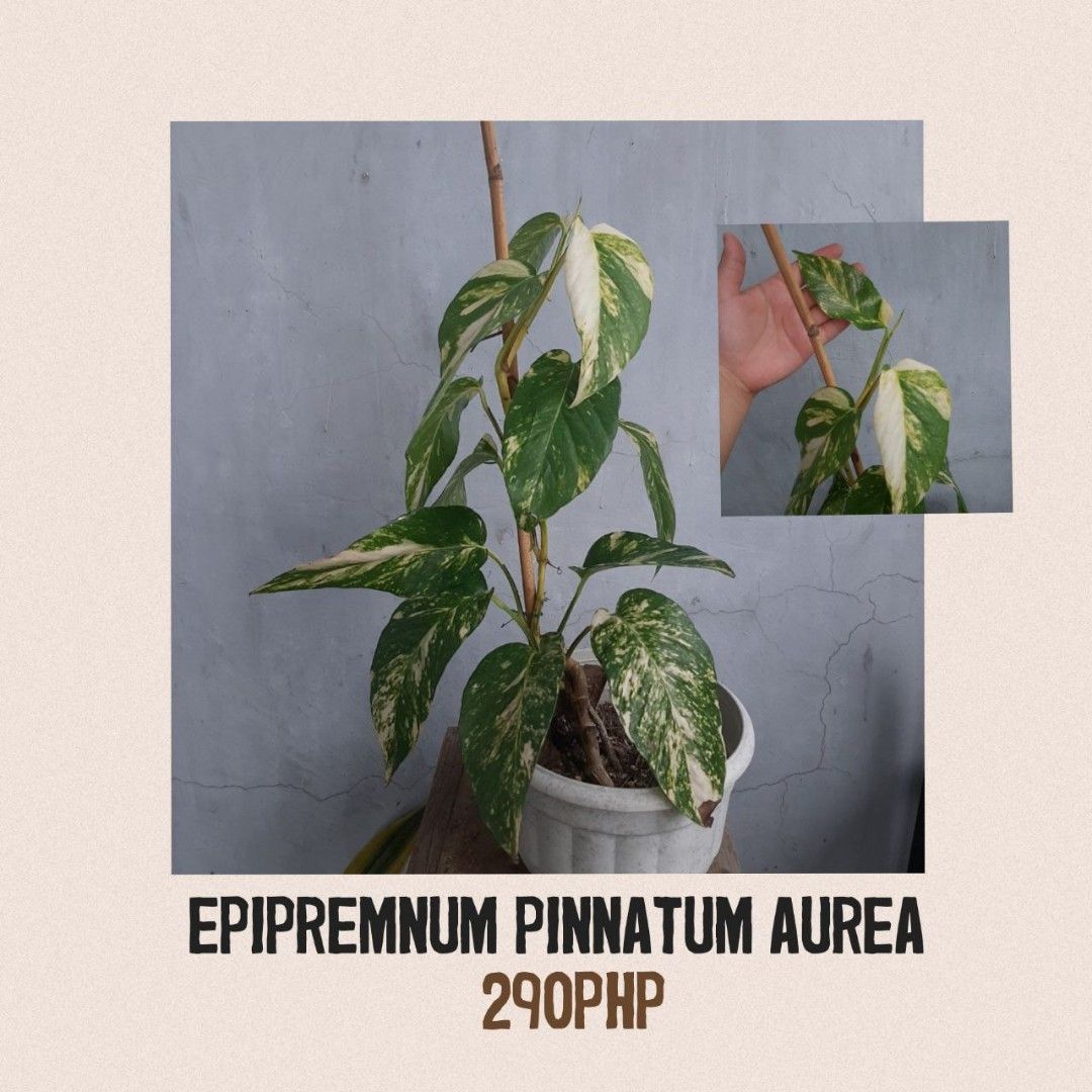 Variegated Epipremnum Pinnatum Aurea, Furniture & Home Living, Gardening,  Plants & Seeds on Carousell
