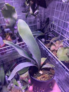 鹿角蕨-P. vetchii Auburn River 澳銀