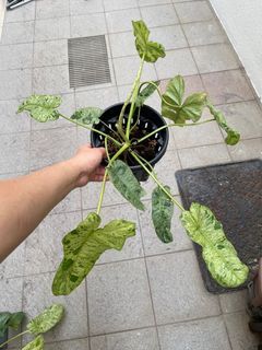 Philodendron Paraiso Verde (Various available)