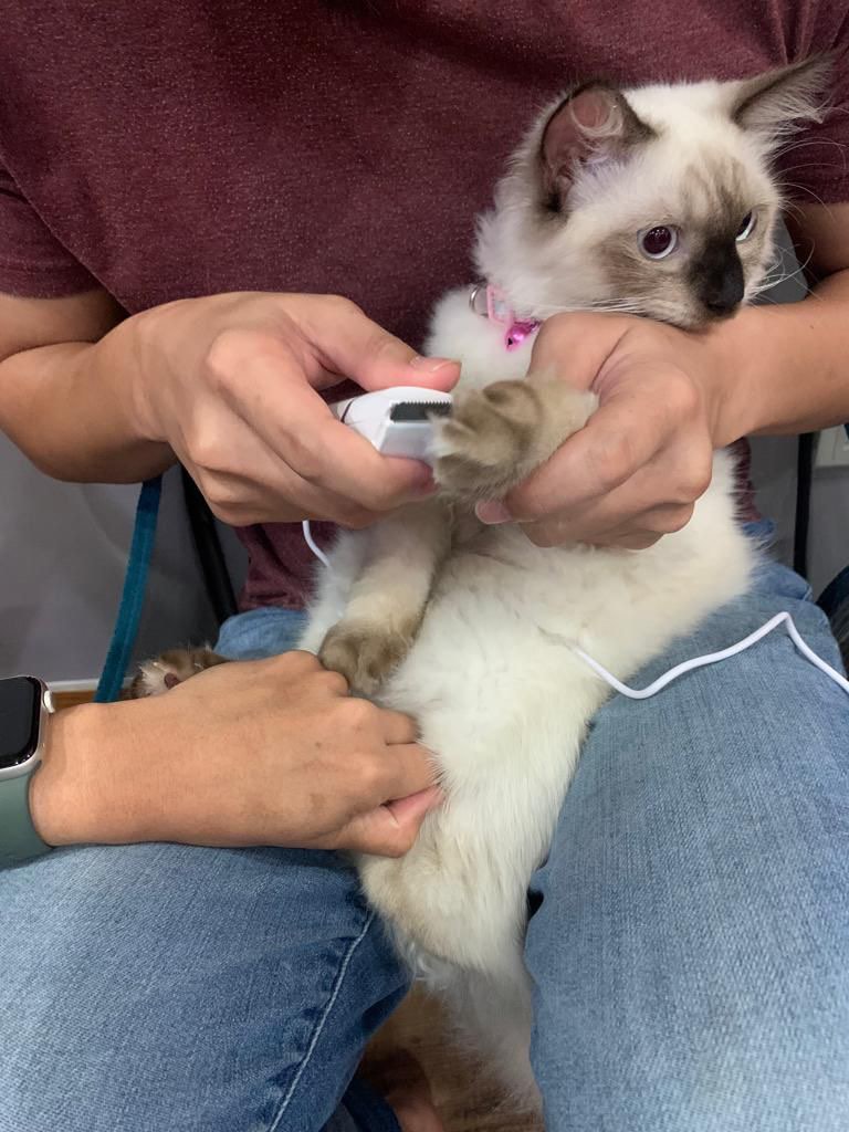 (Category: ) located in . Submitted by bebears_pet_house (Listing ID 1247107644, Image 1). Description: .