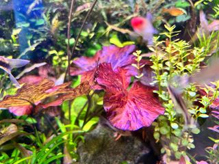 (Category: ) located in . Submitted by jer.mendoza.09 (Listing ID 1253407029, Image 1). Description: .