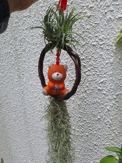 Tillandsia air plant with Spanish moss