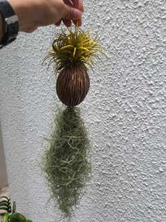 Tillandsia air plant with Spanish Moss
