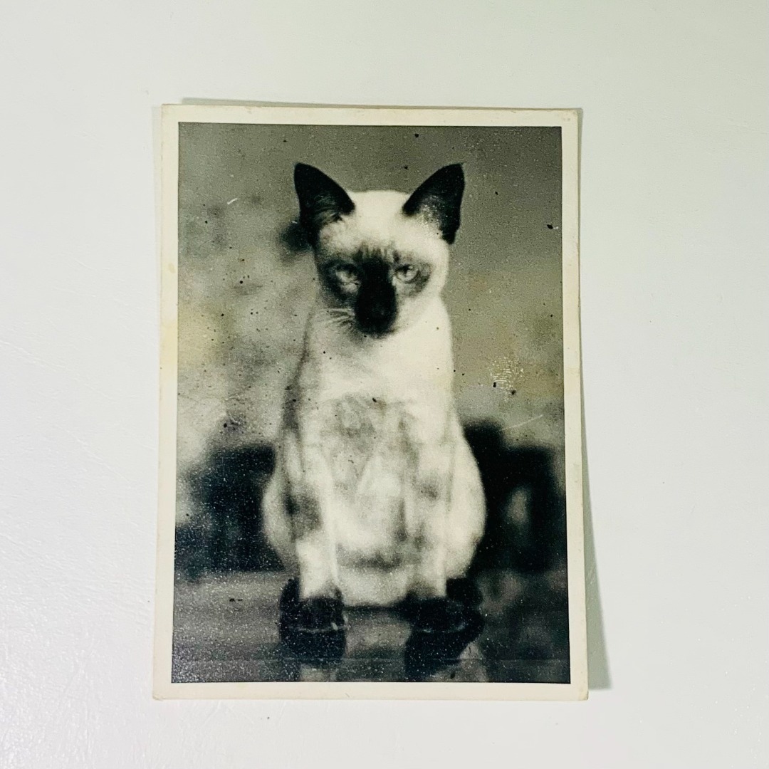 White and black online siamese cat