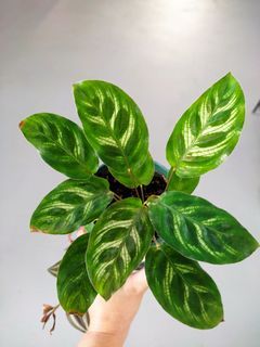 [WTS/WTT] Calathea Makoyana Peacock Plant, Aglaonema Chinese  Evergreen pup, Sansevieria Moonshine, Coleus , String of Pillow, String of Million Hearts,