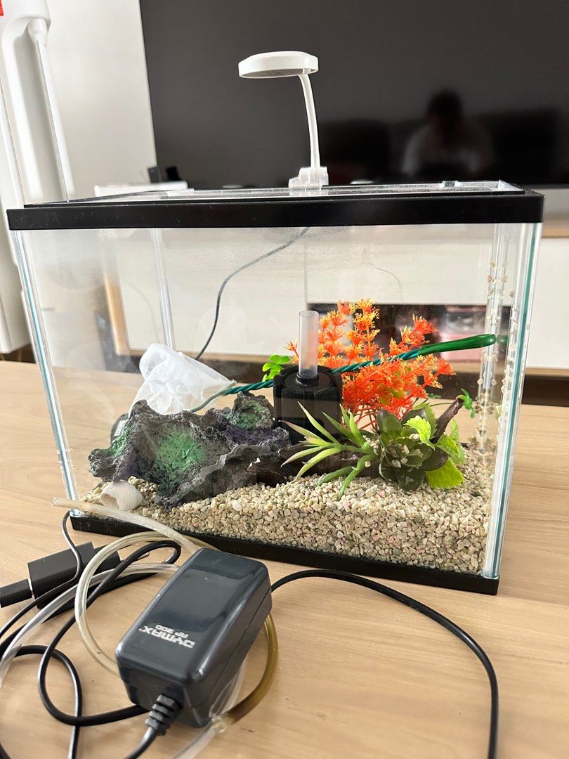 Beginner fish tank, Pet Supplies, Homes & Other Pet Accessories on