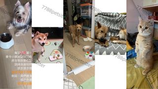 （分類：）位於 。 由 yayluv 提交（商品編號 1228425459，圖片 1）。簡介： 。