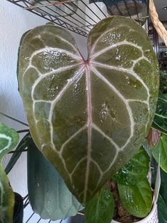 Anthurium Red Crystallinum Indonesian (Zakaria & MingChiang) (Doc Goblok)