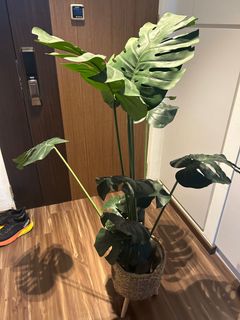 (Category: ) located in . Submitted by donnadefrina (Listing ID 1253632571, Image 1). Description: .