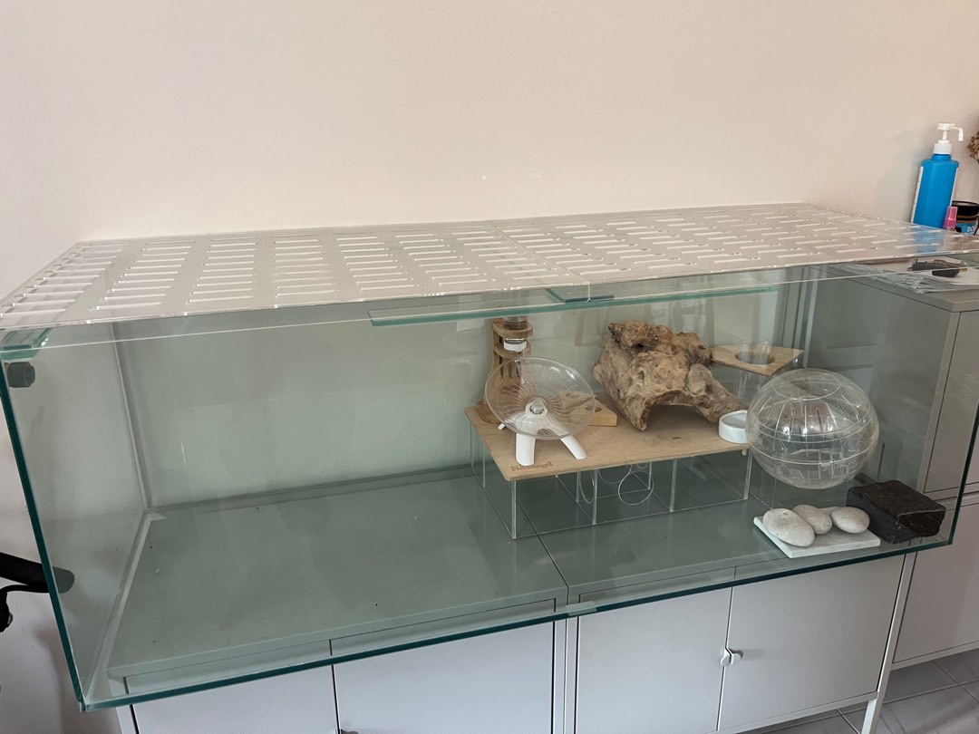 Hamster in top glass tank