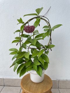 Hoya pubicalyx with ceramic pot