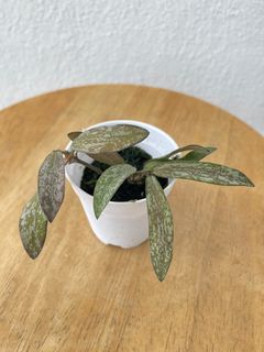 Hoya sigilatis