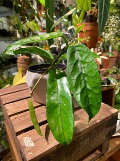 （分類：）位於 。 由 plantjai 提交（商品編號 1253584728，圖片 1）。簡介： 。