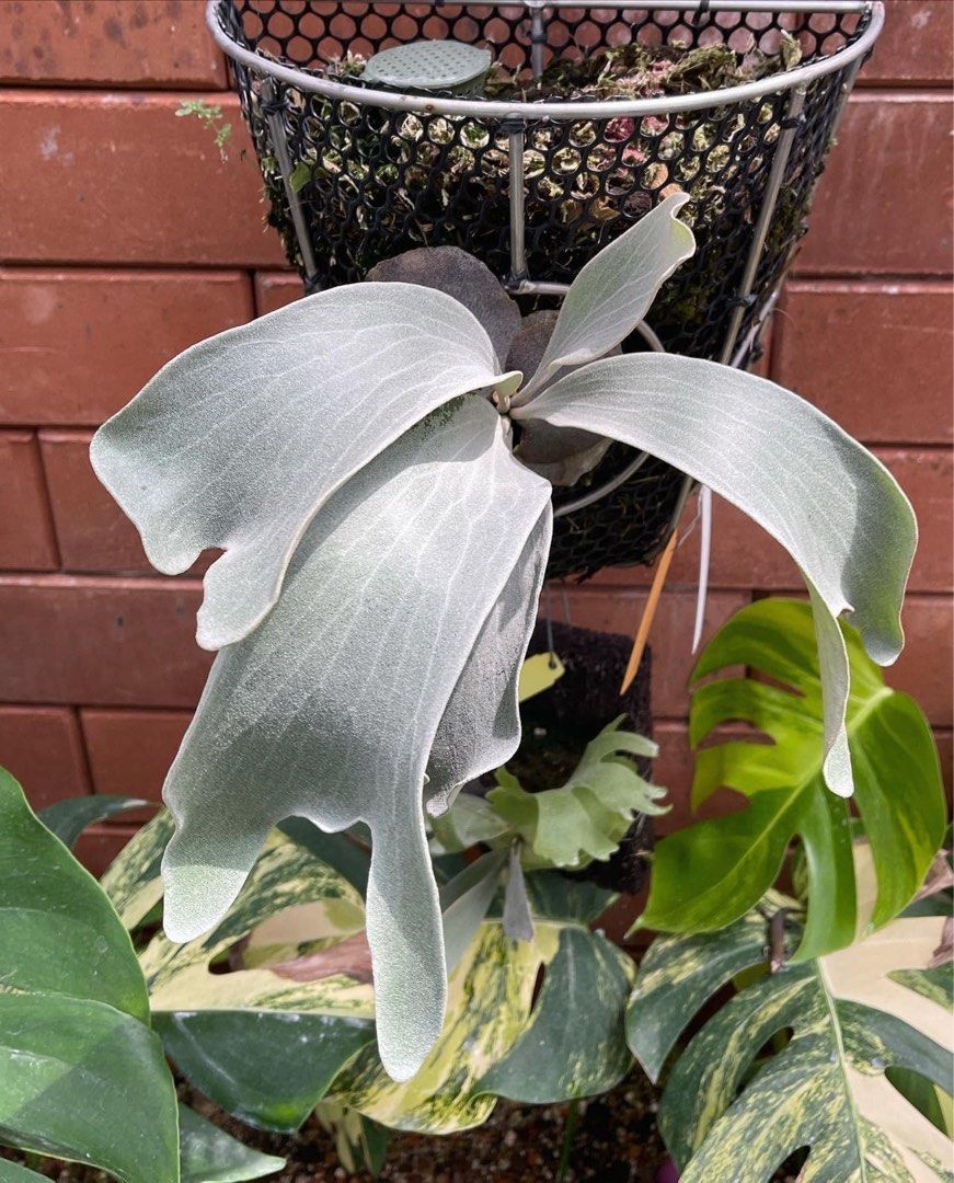 P. Moby Dick Sporeling 白鯨孢子苗鹿角蕨, 傢俬＆家居, 園藝, 植物及