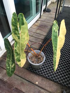 (Category: ) located in . Submitted by plantstudiosg (Listing ID 1253598420, Image 1). Description: .
