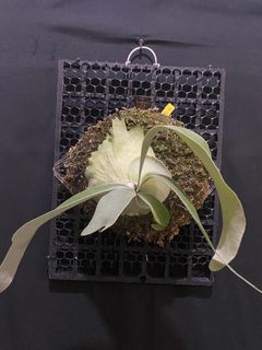 鹿角蕨出清-北猴