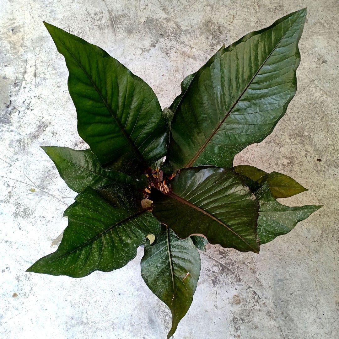 Anthurium 'Black Dragon' Hookeri, Furniture & Home Living, Gardening, Plants & Seeds on Carousell