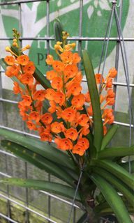 Ascocentrum Miniatum