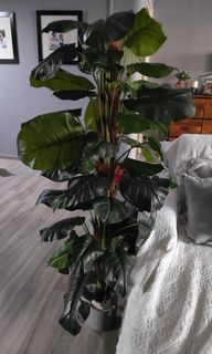 (Category: ) located in . Submitted by Haitian (Listing ID 1253839029, Image 1). Description: .