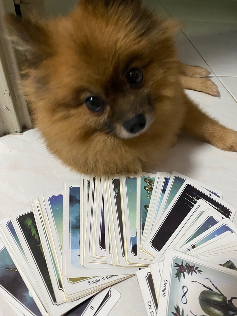 (Category: ) located in . Submitted by cocobestdog (Listing ID 1253841994, Image 1). Description: .