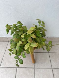 Hoya obscura big plant