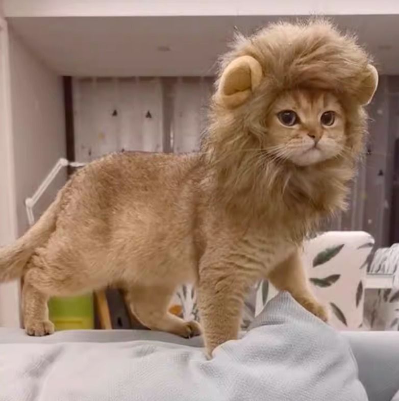 Simba shop cat costume