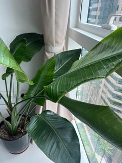 (Category: ) located in . Submitted by lbabuik (Listing ID 1253738879, Image 1). Description: .