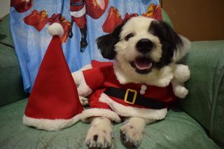 Preloved Dog Santa Christmas Outfit