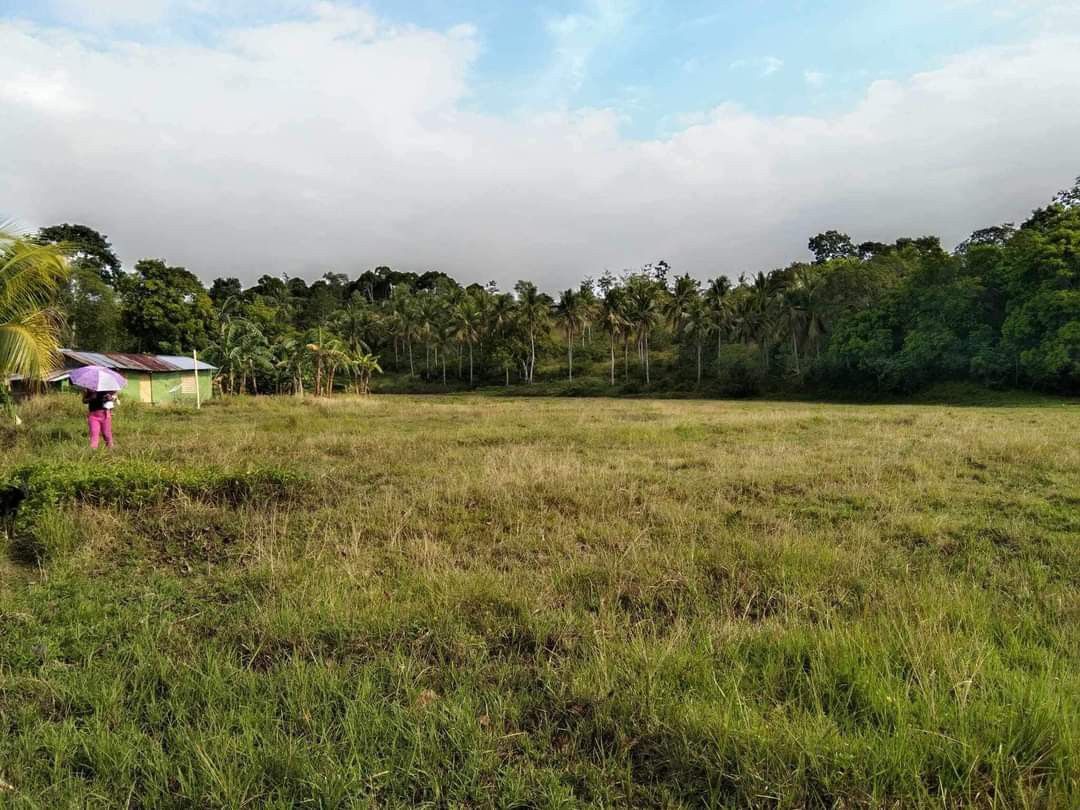 RICE FIELDS (PALAYAN) FOR SALE, Property, For Sale, Lot on Carousell