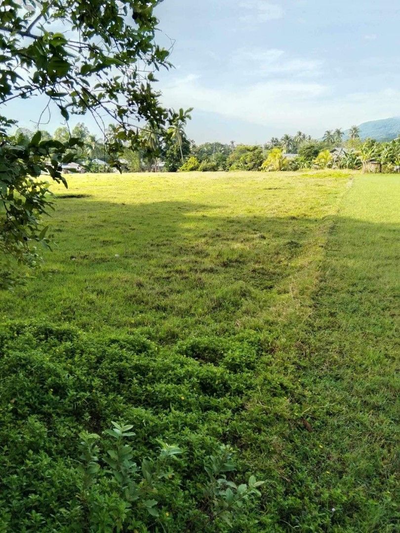 RICE FIELDS (PALAYAN) FOR SALE, Property, For Sale, Lot on Carousell