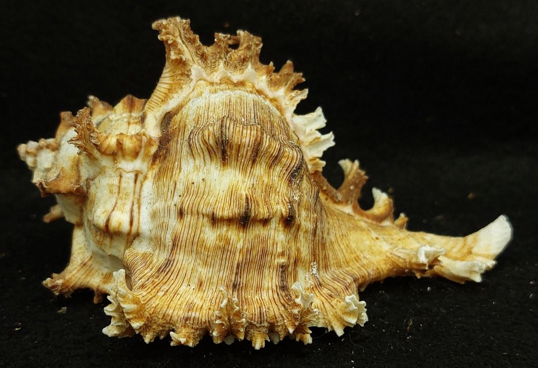 Seashell Ramose Murex (Chicoreus ramosus), Hobbies & Toys, Memorabilia ...