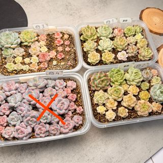 （分類：）位於 。 由 so.far.so.good 提交（商品編號 1275572651，圖片 1）。簡介： 。