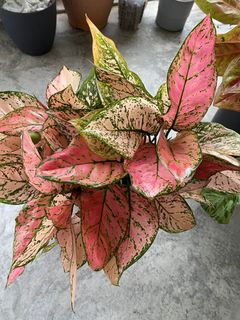 (Category: ) located in . Submitted by greystokes (Listing ID 1275711156, Image 1). Description: .
