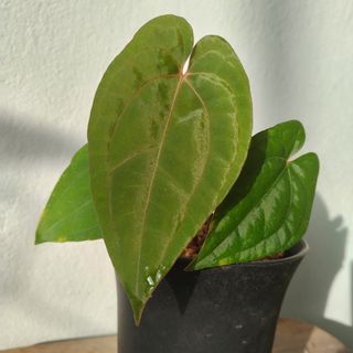 (Category: ) located in . Submitted by meeplants (Listing ID 1275685316, Image 1). Description: .