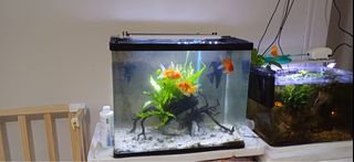 (Category: ) located in . Submitted by nancy17 (Listing ID 1275734954, Image 1). Description: .