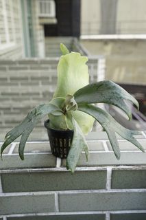 （分類：）位於 。 由 lark0201 提交（商品編號 1263810519，圖片 1）。簡介： 。