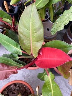 (Category: ) located in . Submitted by greystokes (Listing ID 1275711773, Image 1). Description: .