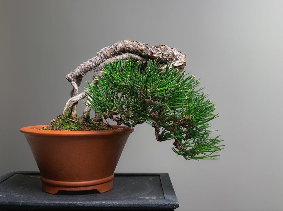 日本関野正黑松, 傢俬＆家居, 園藝, 植物及種子- Carousell