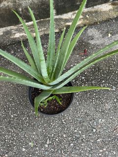 (Category: ) located in . Submitted by active_gardening (Listing ID 1278400763, Image 1). Description: .