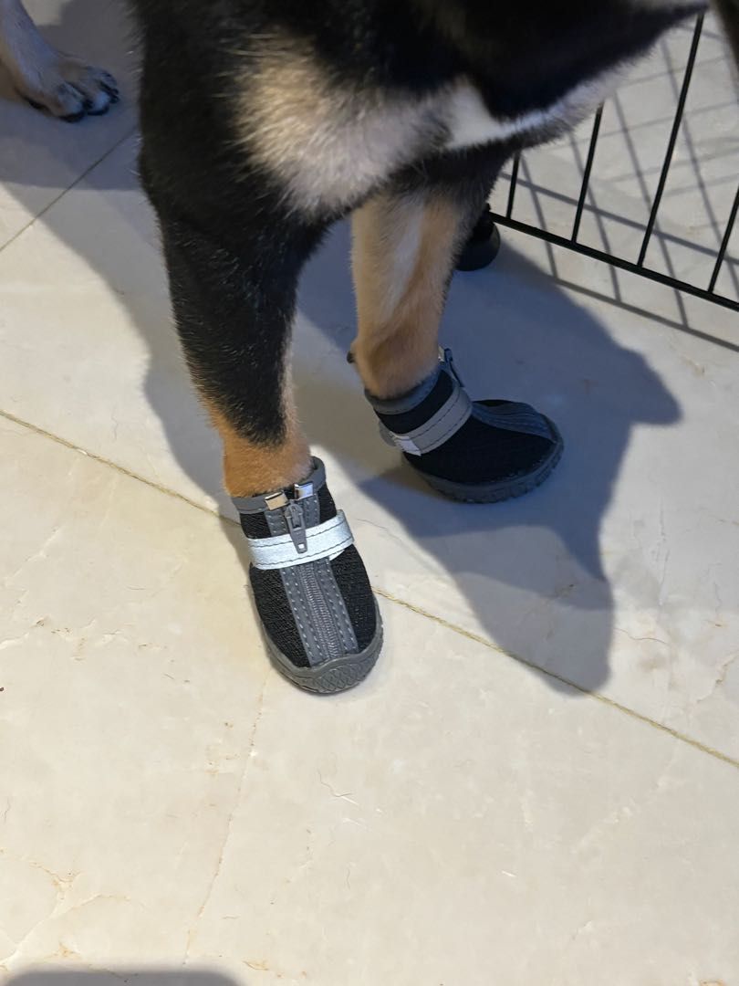 Cool dog shoes top
