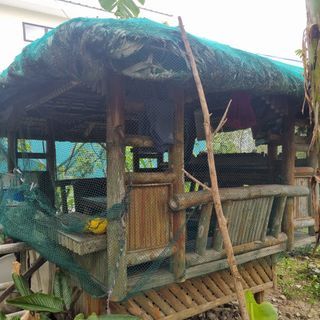 Kubo FOR SALE