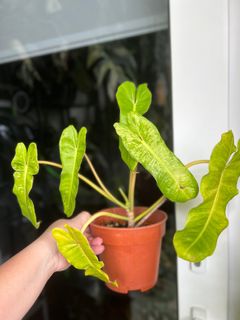 (Category: ) located in . Submitted by plants4you (Listing ID 1278224483, Image 1). Description: .