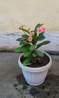Pink flowering plant in a white pot